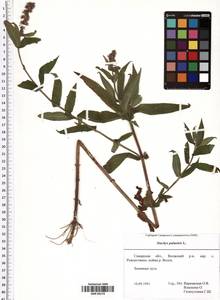 Stachys palustris L., Eastern Europe, Middle Volga region (E8) (Russia)