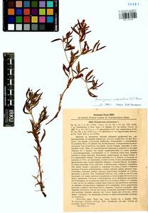 Koenigia ocreata (L.) T. M. Schust. & Reveal, Siberia, Central Siberia (S3) (Russia)