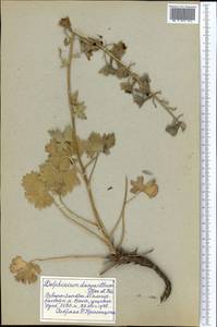 Delphinium dasyanthum Kar. & Kir., Middle Asia, Pamir & Pamiro-Alai (M2) (Tajikistan)