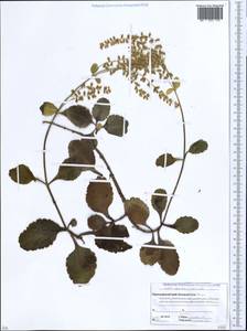 Umbilicus oppositifolius (Ledeb.) Ledeb., Caucasus, Abkhazia (K4a) (Abkhazia)