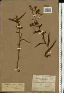 Anchusa ochroleuca M. Bieb., Eastern Europe, North Ukrainian region (E11) (Ukraine)