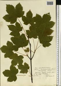 Acer pseudoplatanus L., Eastern Europe, West Ukrainian region (E13) (Ukraine)