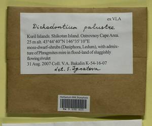 Diobelonella palustris (Dicks.) Ochyra, Bryophytes, Bryophytes - Russian Far East (excl. Chukotka & Kamchatka) (B20) (Russia)