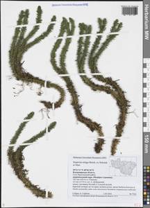 Huperzia selago (L.) Bernh., Eastern Europe, Central region (E4) (Russia)
