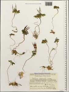 Cardamine bipinnata (C. A. Mey.) O. E. Schulz, Caucasus, Stavropol Krai, Karachay-Cherkessia & Kabardino-Balkaria (K1b) (Russia)