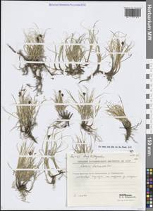 Carex duriuscula C.A.Mey., Siberia, Chukotka & Kamchatka (S7) (Russia)