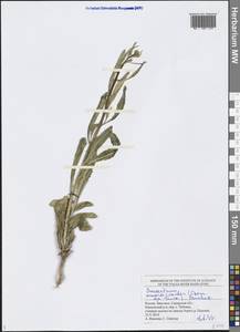 Brassica elongata subsp. integrifolia (Boiss.) Breistr., Eastern Europe, Middle Volga region (E8) (Russia)