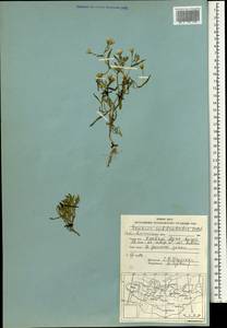 Senecio subdentatus Ledeb., Mongolia (MONG) (Mongolia)