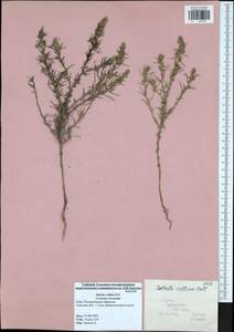 Salsola collina Pall., Eastern Europe, Central region (E4) (Russia)