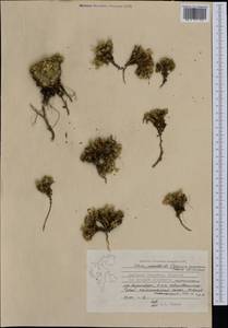 Silene acaulis (L.) Jacq., Western Europe (EUR) (Svalbard and Jan Mayen)