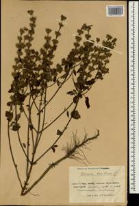 Ocimum basilicum L., South Asia, South Asia (Asia outside ex-Soviet states and Mongolia) (ASIA) (China)