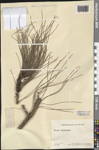 Pinus, South Asia, South Asia (Asia outside ex-Soviet states and Mongolia) (ASIA) (China)