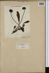 Jasione laevis Lam., Western Europe (EUR) (Italy)