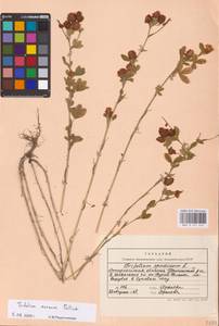 Trifolium aureum Pollich, Eastern Europe, West Ukrainian region (E13) (Ukraine)