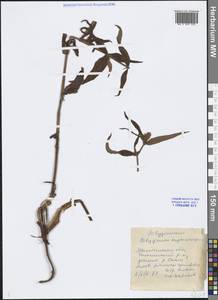 Koenigia tripterocarpa (A. Gray) T. M. Schust. & Reveal, Siberia, Chukotka & Kamchatka (S7) (Russia)