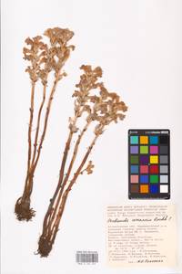 MHA 0 162 462, Phelipanche arenaria (Borkh.) Pomel, Eastern Europe, Lower Volga region (E9) (Russia)