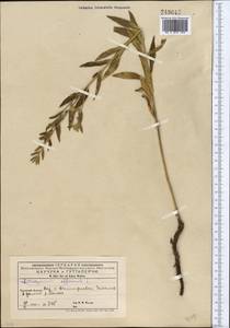 Lithospermum officinale L., Middle Asia, Western Tian Shan & Karatau (M3) (Kyrgyzstan)