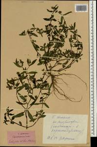 Eclipta alba (L.) Hassk., South Asia, South Asia (Asia outside ex-Soviet states and Mongolia) (ASIA) (China)