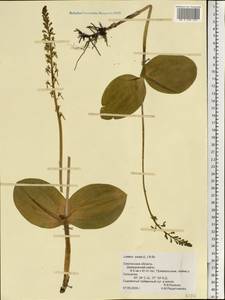 Neottia ovata (L.) Bluff & Fingerh., Eastern Europe, Western region (E3) (Russia)