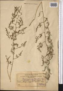Asparagus angulofractus Iljin, Middle Asia, Muyunkumy, Balkhash & Betpak-Dala (M9) (Kazakhstan)