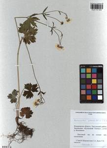 Ranunculus grandifolius C. A. Mey., Siberia, Altai & Sayany Mountains (S2) (Russia)