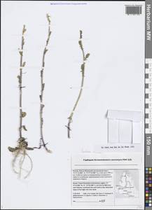 Barbarea arcuata (Opiz ex J. Presl & C. Presl) Rchb., Siberia, Western Siberia (S1) (Russia)