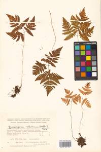 Gymnocarpium dryopteris (L.) Newman, Siberia, Russian Far East (S6) (Russia)