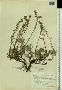 Artemisia lagocephala (Fisch. ex Besser) DC., Siberia, Yakutia (S5) (Russia)