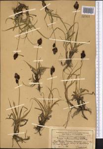 Carex melanantha C.A.Mey., Middle Asia, Western Tian Shan & Karatau (M3) (Kazakhstan)