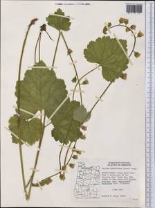 Tellima grandiflora (Pursh) Douglas ex Lindley, America (AMER) (United States)