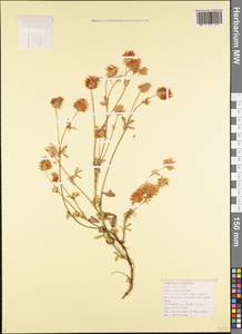 Trifolium apertum Bobrov, Caucasus, Black Sea Shore (from Novorossiysk to Adler) (K3) (Russia)