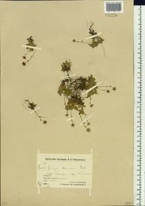 Micranthes merkii subsp. merkii, Siberia, Chukotka & Kamchatka (S7) (Russia)