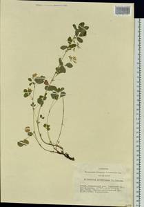 Medicago platycarpos (L.) Trautv., Siberia, Altai & Sayany Mountains (S2) (Russia)