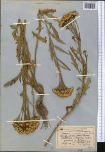 Jacobaea racemulifera (Pavlov) C. Ren & Q. E. Yang, Middle Asia, Northern & Central Tian Shan (M4) (Kyrgyzstan)