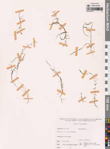 Callitriche palustris L., Siberia, Russian Far East (S6) (Russia)