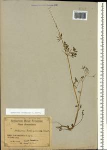 Anthriscus cerefolium (L.) Hoffm., Caucasus, Armenia (K5) (Armenia)