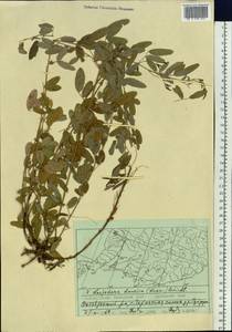 Lespedeza davurica (Laxm.)Schindl., Siberia, Russian Far East (S6) (Russia)