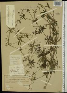 Galium rivale (Sm.) Griseb., Eastern Europe, Western region (E3) (Russia)