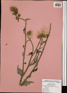 Carduus crispus L., Eastern Europe, Central region (E4) (Russia)