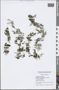 Utricularia vulgaris L., Eastern Europe, Central region (E4) (Russia)