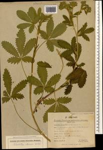 Potentilla recta subsp. obscura (Willd.) Arcang., Caucasus, Georgia (K4) (Georgia)
