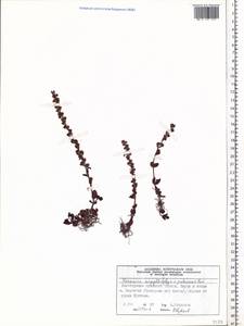 Veronica serpyllifolia L., Siberia, Central Siberia (S3) (Russia)