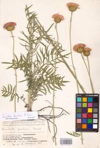 Klasea radiata subsp. tanaitica (P. A. Smirn.) L. Martins, Eastern Europe, Lower Volga region (E9) (Russia)