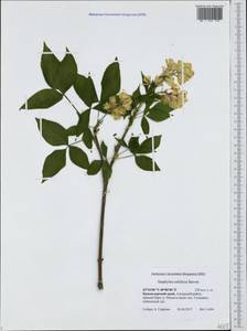 Staphylea colchica Stev., Caucasus, Black Sea Shore (from Novorossiysk to Adler) (K3) (Russia)