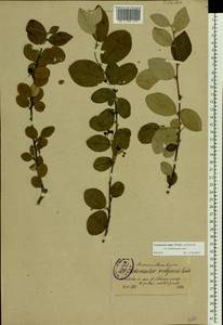 Cotoneaster melanocarpus G. Lodd., Eastern Europe, North-Western region (E2) (Russia)