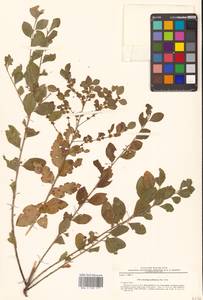 Flueggea suffruticosa (Pall.) Baill., Siberia, Russian Far East (S6) (Russia)