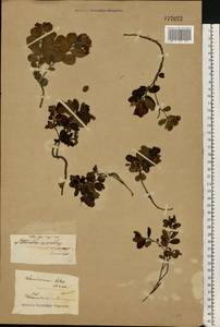 Vaccinium vitis-idaea L., Eastern Europe (no precise locality) (E0)