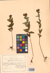 Hypericum erectum Thunb., Siberia, Russian Far East (S6) (Russia)