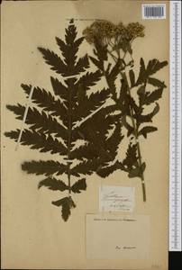 Tanacetum macrophyllum (Waldst. & Kit.) Sch. Bip., Western Europe (EUR) (Italy)
