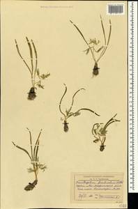 Ornithogalum fimbriatum Willd., Crimea (KRYM) (Russia)